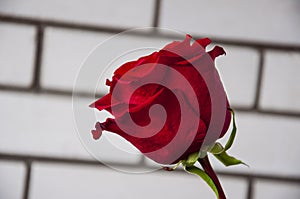 Lovely big  flower of rose of vinous red color. Green leaves and thorns. Still life. Light brick background