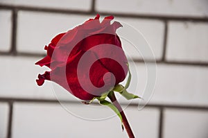 Lovely big  flower of rose of vinous red color. Green leaves and thorns. Still life. Light brick background