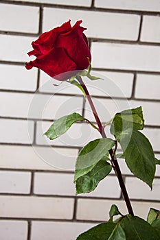 Lovely big  flower of rose of vinous red color. Green leaves and thorns. Still life. Light brick background