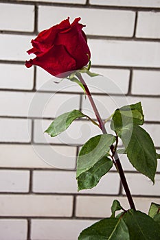 Lovely big  flower of rose of vinous red color. Green leaves and thorns. Still life. Light brick background