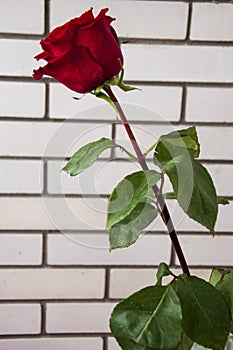 Lovely big  flower of rose of vinous red color. Green leaves and thorns. Still life. Light brick background