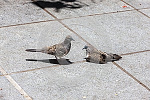 A lovely bird couple on the ground