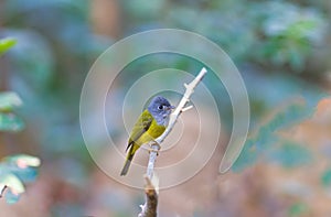 Lovely bird Grey-headed Canary-flycatcher or Grey-headed Flycatcher (Culicicapa ceylonensis)