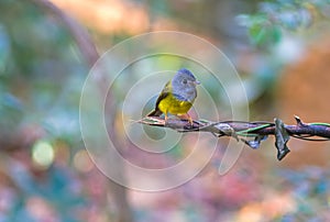 Lovely bird Grey-headed Canary-flycatcher or Grey-headed Flycatcher (Culicicapa ceylonensis) is a species of small