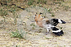 Lovely bird showing its crested and wings while it is looking for food.