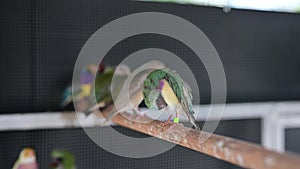 Lovely birds in the cage. Feeding pet and animal at home