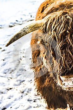 Lovely bison with a profound look