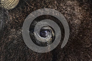 Lovely bison with a profound look