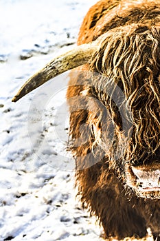 Lovely bison with a profound look photo