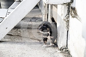 Lovely black Puppy playing on outdoor