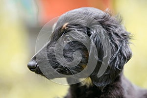 Lovely Black and tan afghan hound puppy face side