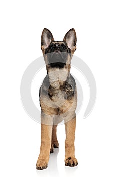 Lovely black and white german shepard looks up while standing