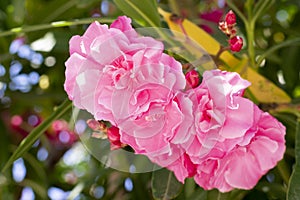 Lovely blooming bright pink oleander flowers with green leaves. Prolific large pink Oleander shrub produces loads of fragrant oran