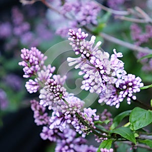 Lovely blooming lilacs with wonderful scent