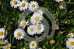 Lovely blossom daisy flowers background