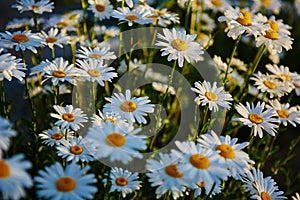 Lovely blossom daisy flowers background