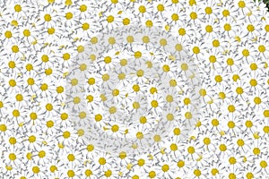 Lovely blossom daisy flowers background group of chamomile flower heads, cute white design