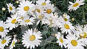 Lovely blossom daisy flowers green white yellow background