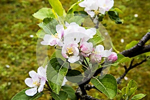Apple blossom on a dwarf tree that stands on 4 ft high photo