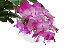Lovely blossoming pink to white coloured flowers of False Christmas Cactus, also called Christmas Cactus