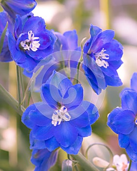 Lovely Blue Delphinium Elatum Cobalt Dreams