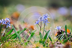 Lovely blue spring flower - two-leaf or alpine squill scilla bifolia, nature background