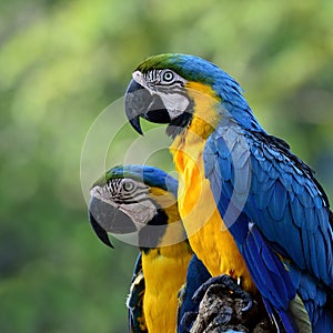 Lovely Blue-and-yellow macaws (Ara ararauna) the beautiful blue