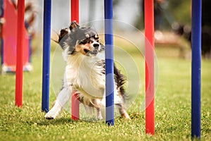 Lovely border collie running agility