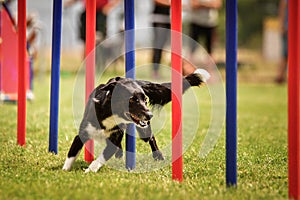 Lovely border collie running agility