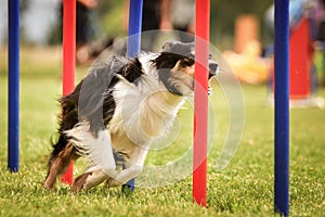 Lovely border collie running agility