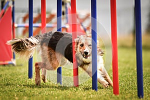 Lovely border collie running agility