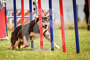 Lovely border collie running agility