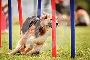 Lovely border collie running agility