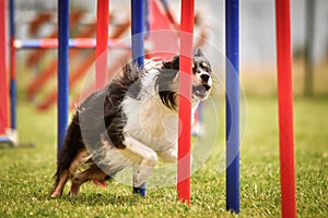 Lovely border collie running agility