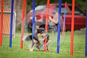 Lovely border collie running agility