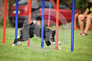 Lovely border collie running agility