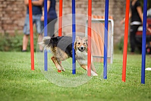 Lovely border collie running agility