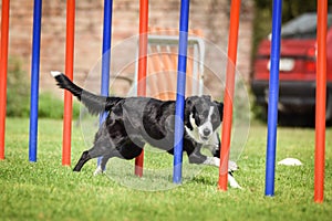 Lovely border collie running agility