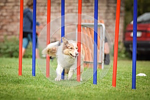 Lovely border collie running agility