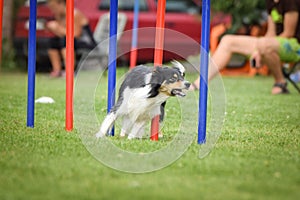 Lovely border collie running agility