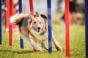 Lovely border collie running agility slalom