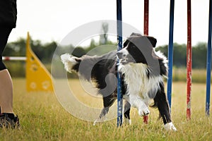 Lovely Border collie is running slalom