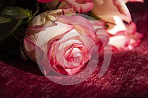 Lovely bouquet with big flowers of roses of bright pink and white color are laying on the bed with pink bedcover. Green leaves and photo