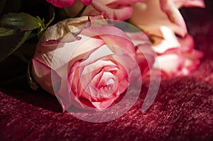 Lovely bouquet with big flowers of roses of bright pink and white color are laying on the bed with pink bedcover. Green leaves and