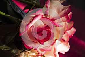 Lovely bouquet with big flowers of roses of bright pink and white color are laying on the bed with pink bedcover. Green leaves and