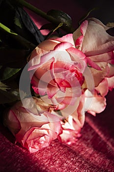 Lovely bouquet with big flowers of roses of bright pink and white color are laying on the bed with pink bedcover. Green leaves and