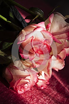 Lovely bouquet with big flowers of roses of bright pink and white color are laying on the bed with pink bedcover. Green leaves and