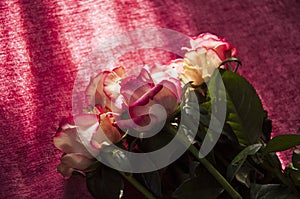 Lovely bouquet with big flowers of roses of bright pink and white color are laying on the bed with pink bedcover. Green leaves and