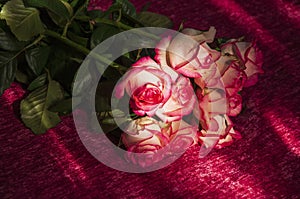 Lovely bouquet with big flowers of roses of bright pink and white color are laying on the bed with pink bedcover. Green leaves and