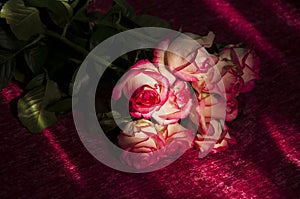 Lovely bouquet with big flowers of roses of bright pink and white color are laying on the bed with pink bedcover. Green leaves and